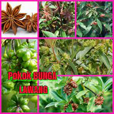Inilah rangkuman definisi bunga lawang dari berbagai referensi seperti. Rempah 4 Sekawan 1 Pokok Buah Pelaga Qr Online Nursery Facebook