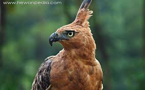 Oleh admin diposting pada februari 13, 2020. 54 Jenis Burung Elang Yang Ada Di Indonesia Hewanpedia