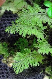 Image result for Lellingeria