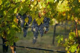 Image result for Wiesneria