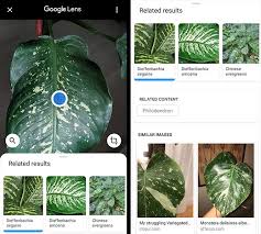 The app can also assist with caring for your garden, while tracking the growth of your flowers and plants. 9 Best Free Plant Identification Apps For Android Ios 2021
