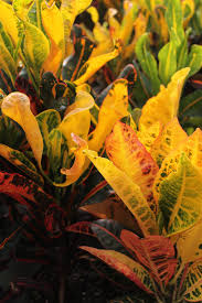 Image result for Croton inhambanensis