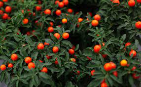 Le pommier d'amour fait partie des catégories suivantes: Pommier D Amour Solanum Pseudocapsicum Rempotage Entretien Arrosage