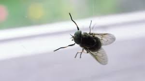 Black widow spiders usually eat small insects such as mosquitoes, grasshoppers, and beetles. Close Up Of A Female Stock Footage Video 100 Royalty Free 1022068207 Shutterstock