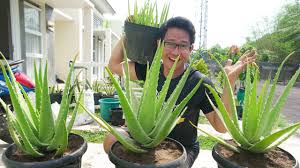 Maybe you would like to learn more about one of these? Tips Menanam Lidah Buaya Di Pot Youtube