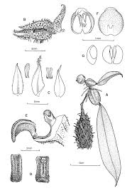 Image result for Bulbophyllum comatum