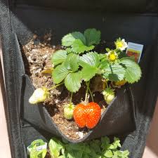 Apart from greenfly, slugs and snails other insects that wil attact strawberry plants are : Fragaria X Ananassa Eversweet Strawberry Eversweet In Gardentags Plant Encyclopedia