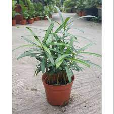 Check spelling or type a new query. Podocarpus Mini Bonsai Potted Real Indoor Outdoor Plants Shopee Malaysia
