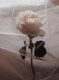 Pin By Aurora On Moi Sohry Aesthetic Roses Flower Aesthetic Aesthetic Iphone Wallpaper