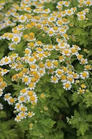 Image result for Parthenium