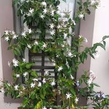 Image result for Jasminum multipartitum