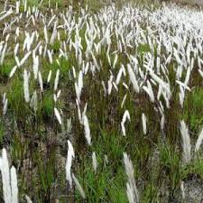 Image result for Anthephora pubescens