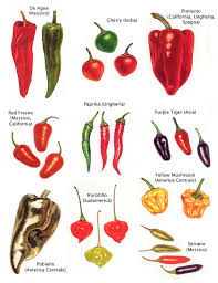 Check spelling or type a new query. Il Peperoncino Il Falso E Il Pepe 3 Che Bruciore Ponza Racconta