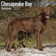 Avonside Hunde Wandkalender 2017 Chesapeake Bay Retriever Hunderassen Hunde Rassen Hunde