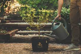 Cannabis produktion mit 55.000 watt & 2000 pflanzen gerne bin ich meiner einladung, in die schweiz gefolgt und habe mir. Wie Und Wann Man Marihuana Pflanzen Ausspuhlt Rqs Blog