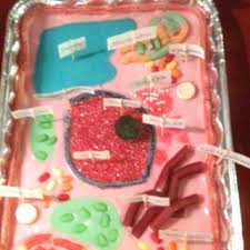 Your cell must be a 3d model!!!! 7th Grade Plant Cell Project My Daughter Addie And I Made A Cookie Cake With Frosting Sprinkles And Candy Supe Cells Project Plant Cell Project Edible Cell