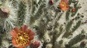 High quality cholla cactus gifts and merchandise. News Lluviafloreslab