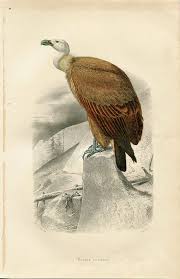 French Birds Of Prey Pictures Griffon Vulture Antique Birds Print Original French Engraving Birds Of Prey Buffon Natural History Bird Prints Bird Illustration Animal Painter