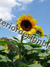 Jual ( 1 kg ) benih bunga matahari hitam dengan harga rp95.000 dari toko online uki bibit, kab. 15 Varietas Bunga Matahari Yang Menakjubkan Tanaman Tahunan Juni 2021