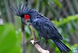 Top 10 Animais De Estimacao Mais Caros Do Mundo Um dos pássaros mais raros do mundo é fotografado pela primeira vez, mas. top 10 animais de estimacao mais caros