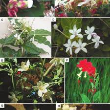 Image result for Clerodendrum cephalanthum