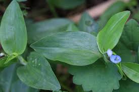 Image result for Commelina diffusa