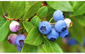 Image result for Vaccinium madagascariense