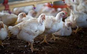 Todas las noticias sobre gripe aviar publicadas en el país. Oie Notifica Os Primeiros Casos De Gripe Aviaria H5n8 Na Alemanha Desde Junho De 2017 Revista Globo Rural Aves