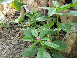 Image result for Talinum fruticosum