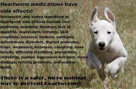 Natural Heartworm Prevention Heartworm Prevention Heartworm Heartworm Medication