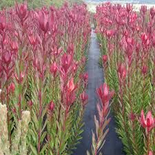 Safari Sunset Protea World Drought Tolerant Garden Protea Plant Landscape Plans