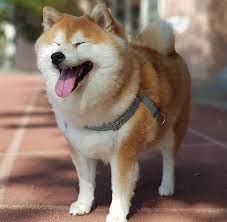 Peki shiba uni ne demek, shib token nedir, hangi amaçla üretiliyor. A Happy Shib Eyebleach