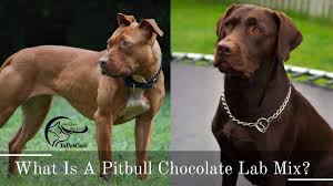 Check spelling or type a new query. Pitbull Chocolate Lab Mix All You Need To Know Photos