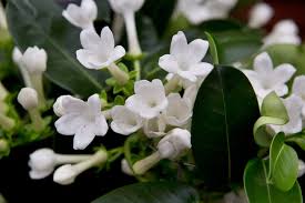 Image result for Hermannia floribunda