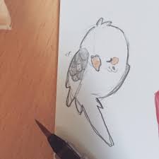 Just A Lil Budgie Doodle Cyoooot Cute Drawings Cute Art Kawaii Art