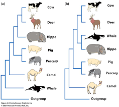 Closely resembling the wild pig (see boar), the peccary has dark coarse hair and a large. Phylogenetic Hypotheses For Whales And Other Mammals Biology Forums Gallery
