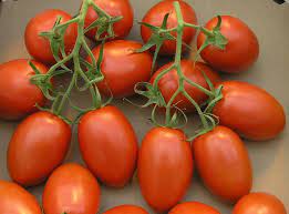 We did not find results for: Roma Tomato Wikipedia