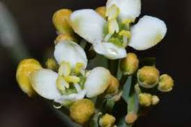 Image result for Montiniaceae