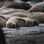 Seal Watch Training