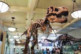 El Museo De Historia Natural De Nueva York Precios Y Guia