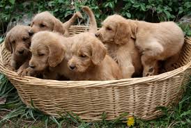 Petite, mini, standard breeding doods since: F1 Labradoodles Dogwood Trail Pups