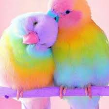 Meg Adli Kullanicinin All Cute Furry Animals Panosundaki Pin Muhabbet Kuslari Cok Sirin Hayvanlar Hayvanlar