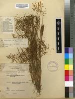 Image result for Fimbristylis quinquangularis