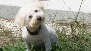 No-kill Del. animal shelter euthanized dogs