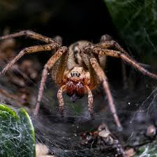 Image result for wolf spider bite skin