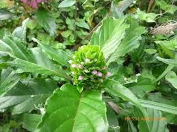 Image result for Justicia francoiseana