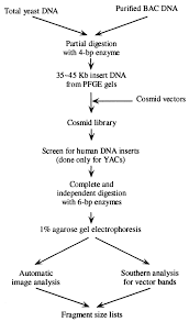 Multiple Complete Digest Restriction Fragment Mapping