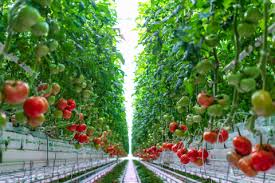 But if you want to get metaphysical about it, consider the position of the moon and stars. Appharvest Announces First Harvest Of Tomatoes From Flagship High Tech Indoor Farm Shipping To Grocery Stores Business Wire