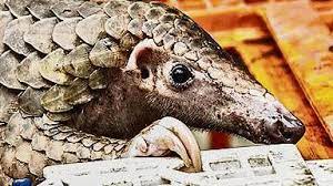 Furthermore, the high uv of pangolin scales in treating diseases of the skin and subcutaneous tissue can be attributed the importance attached to pangolin scales by the traditional healers in sierra leone. Chinese Smugglers Killing Off The Pangolin World The Times