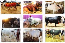 Enjoy exclusive amazon originals as well as popular movies and tv shows. Eid Ul Adha Camel Ki Qurbani Jawat Kos